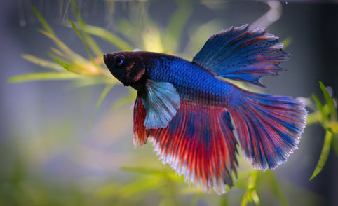 Gesunde Fische - Was ist das Geheimnis?