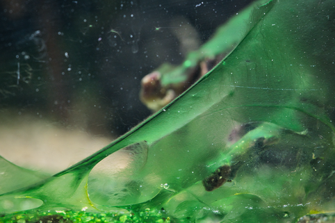 Cyanobakterien bekämpfen: Die ultimative Anleitung gegen Blaualgen im Aquarium