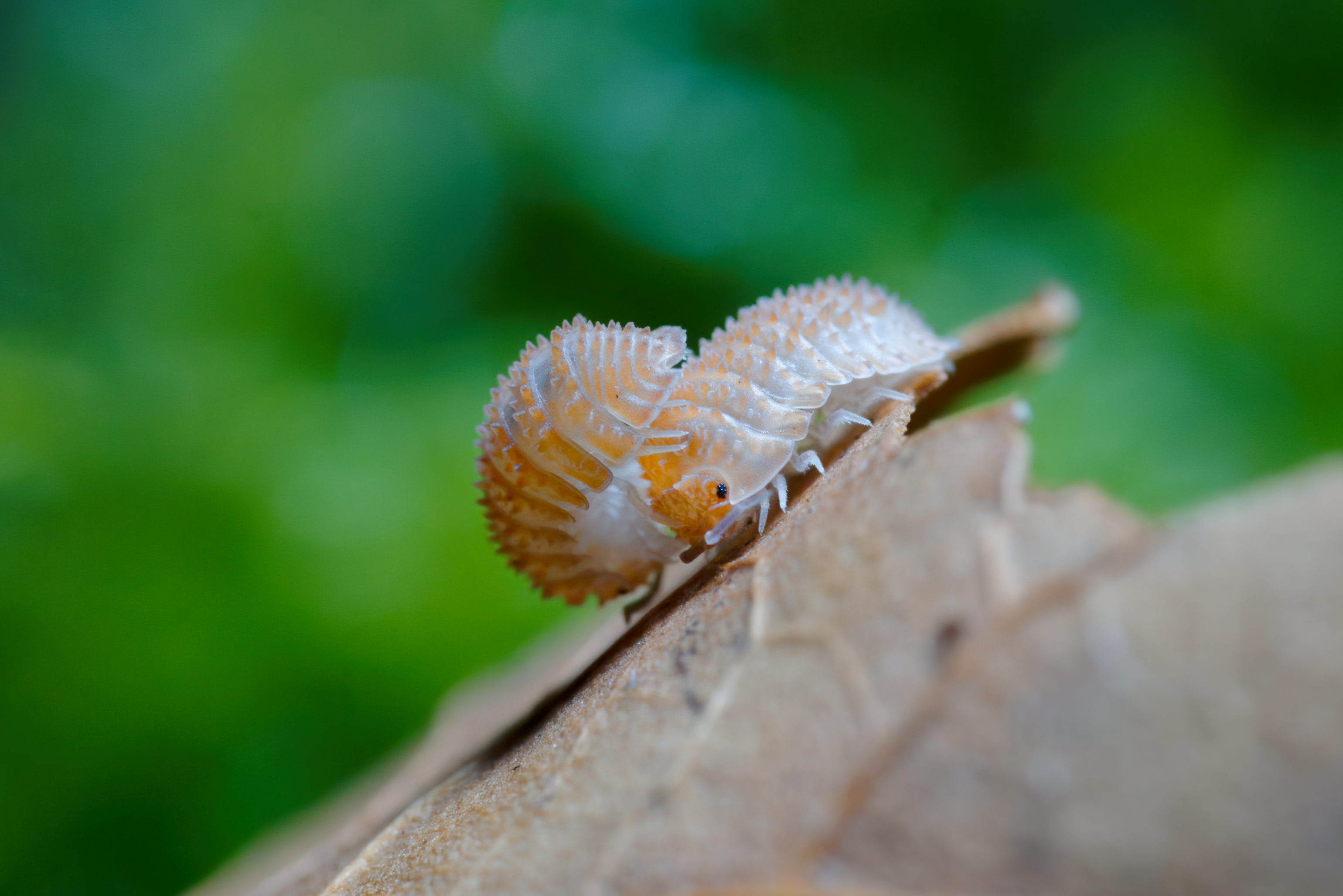 Cristarmadillidium Muricatum