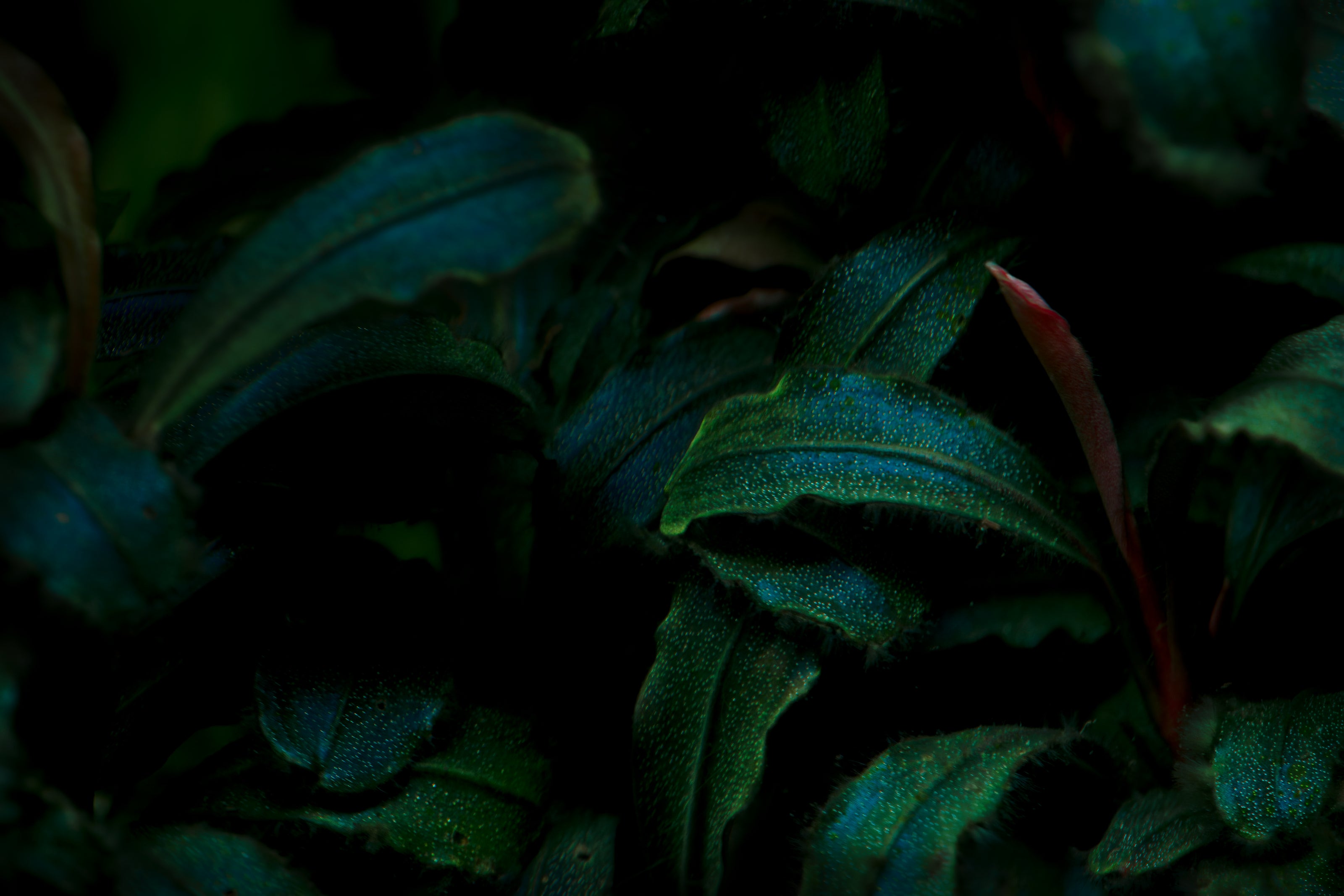Bucephalandra sp. ‘‘Brownie Blue‘‘