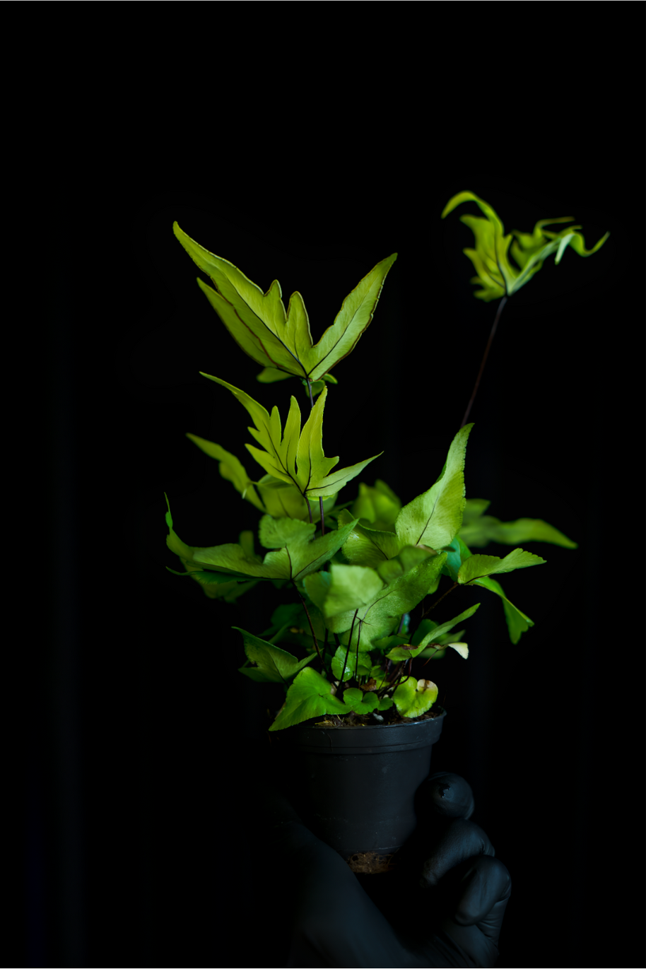 Doryopteris pedata