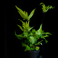 Doryopteris pedata