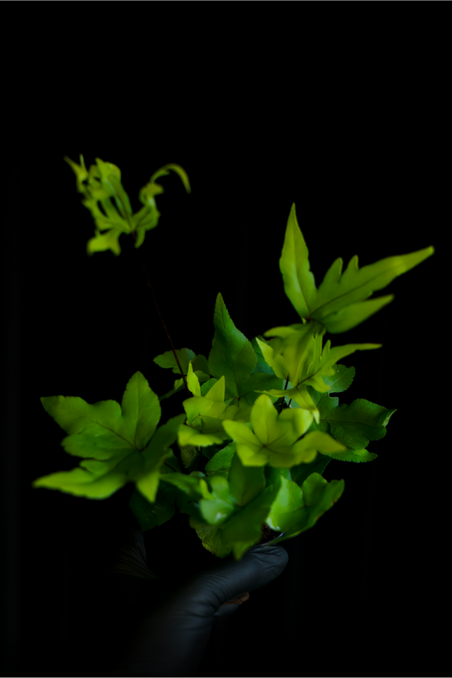 Doryopteris pedata