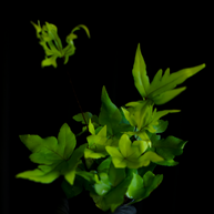 Doryopteris pedata