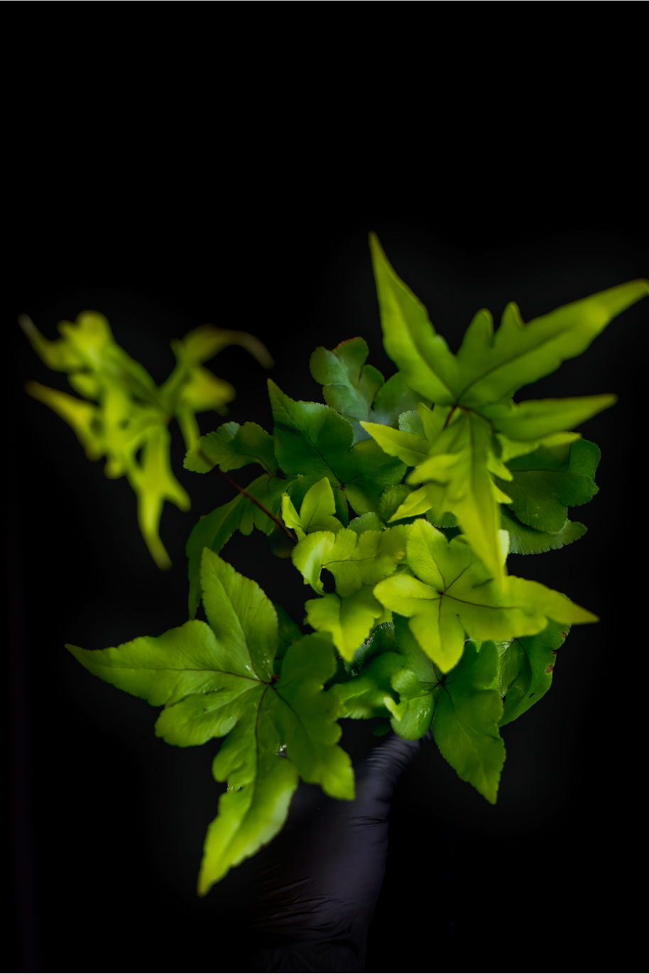 Doryopteris pedata