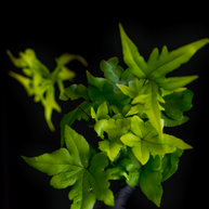 Doryopteris pedata