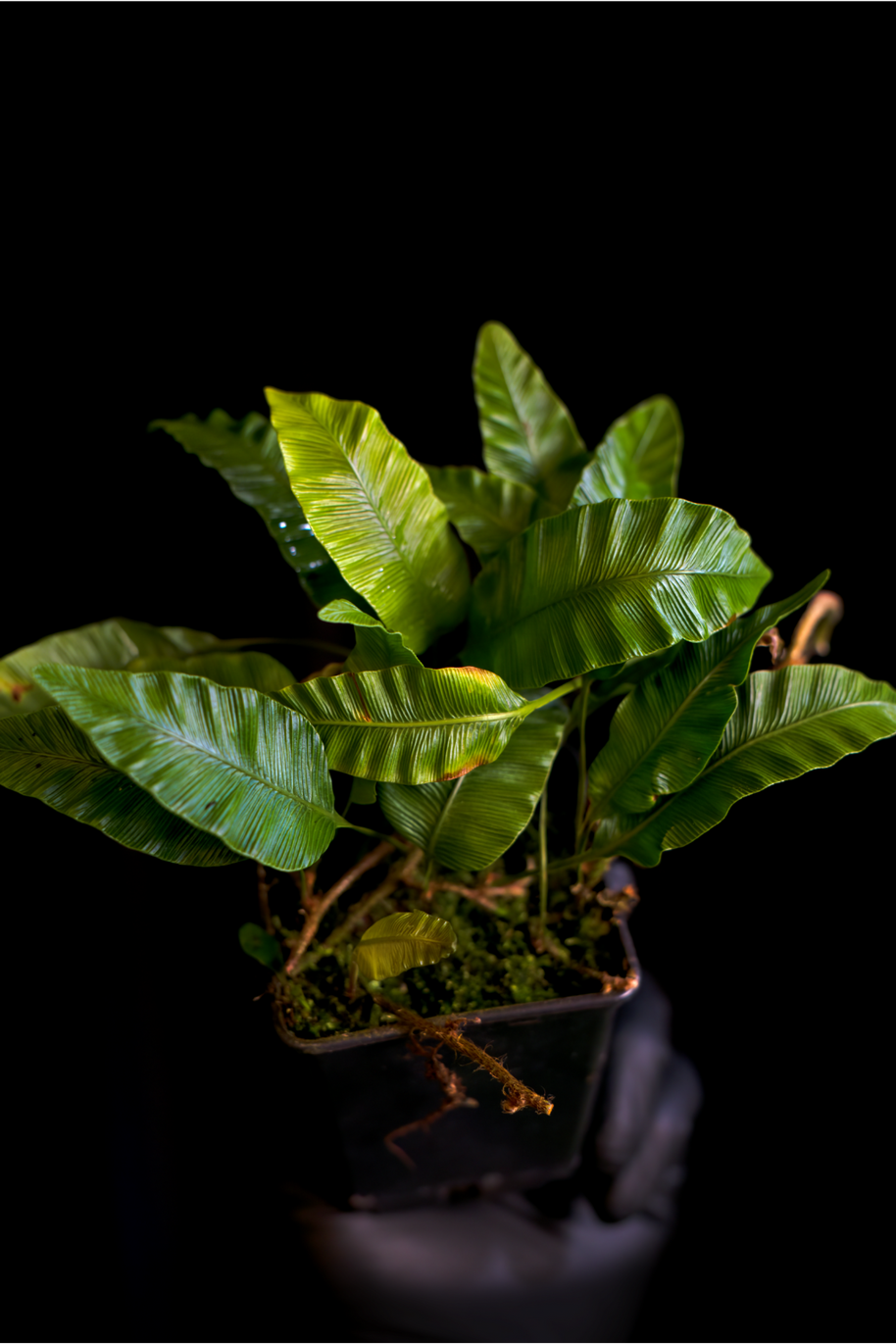 Humata heterophylla