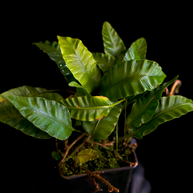 Humata heterophylla