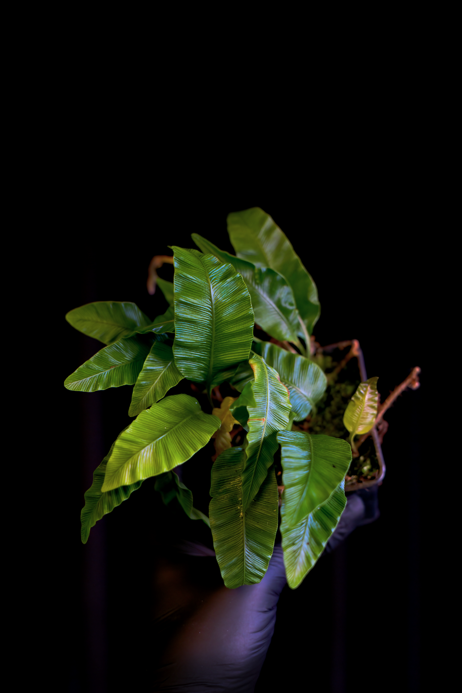 Humata heterophylla