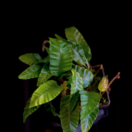 Humata heterophylla