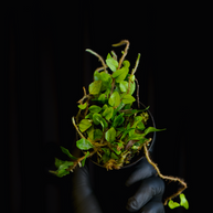 Microgramma vaccinifolia