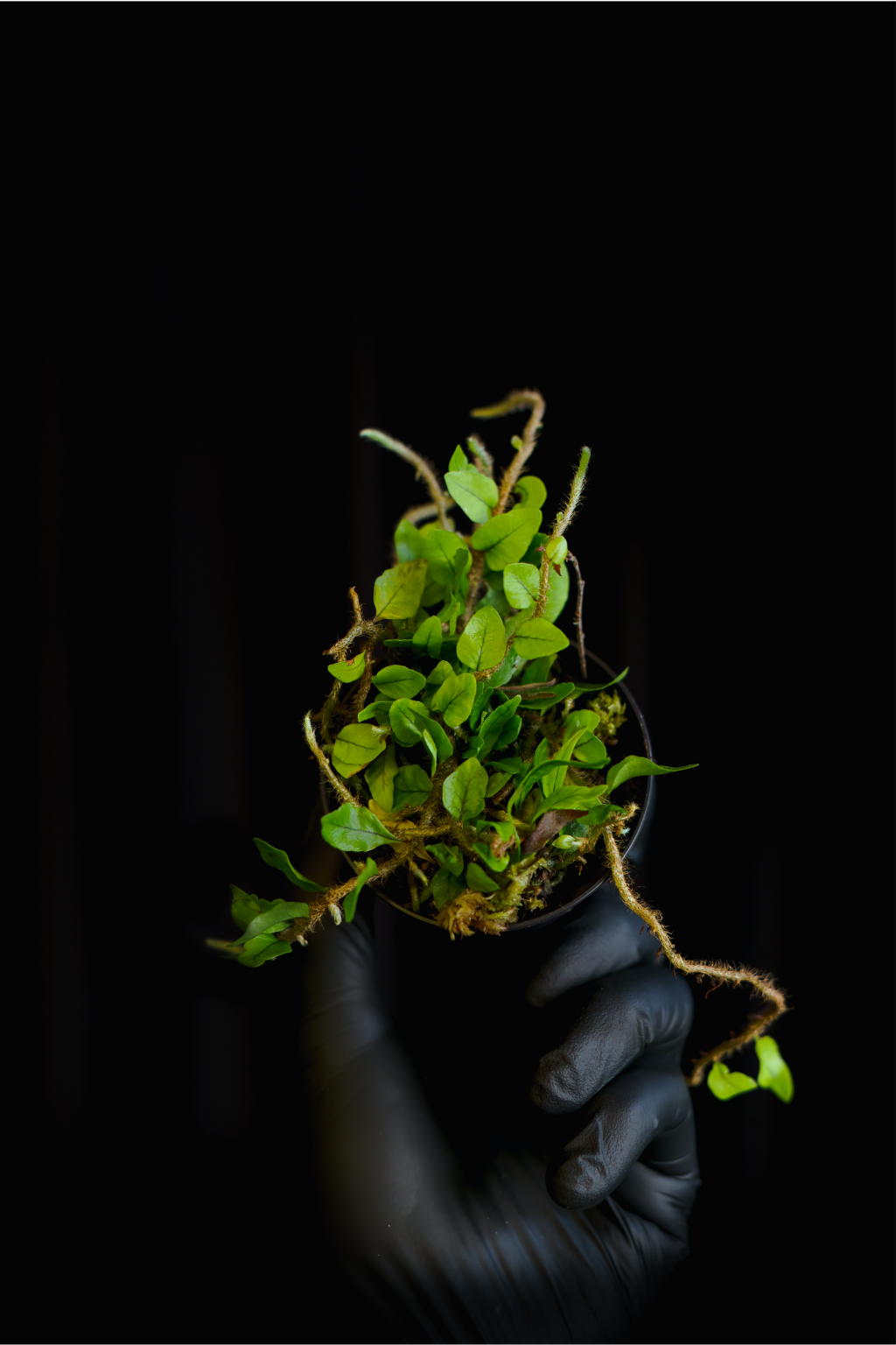 Microgramma vaccinifolia