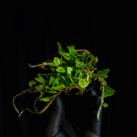 Microgramma vaccinifolia