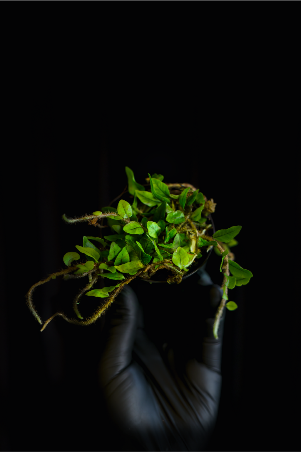 Microgramma vaccinifolia