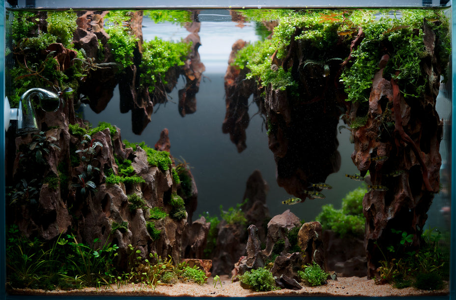 aquascape