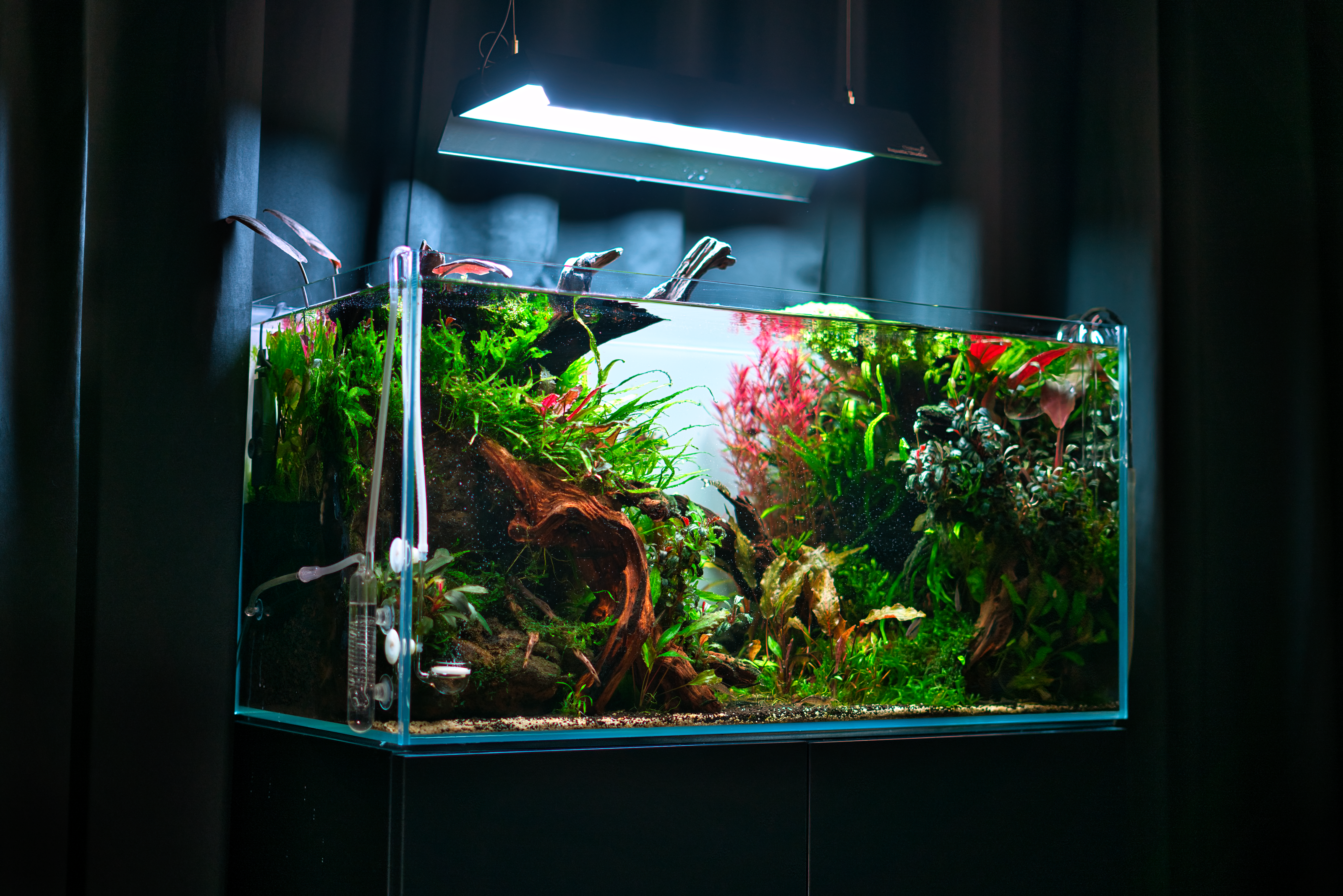 Mietaquarium Aquascape Anfrage