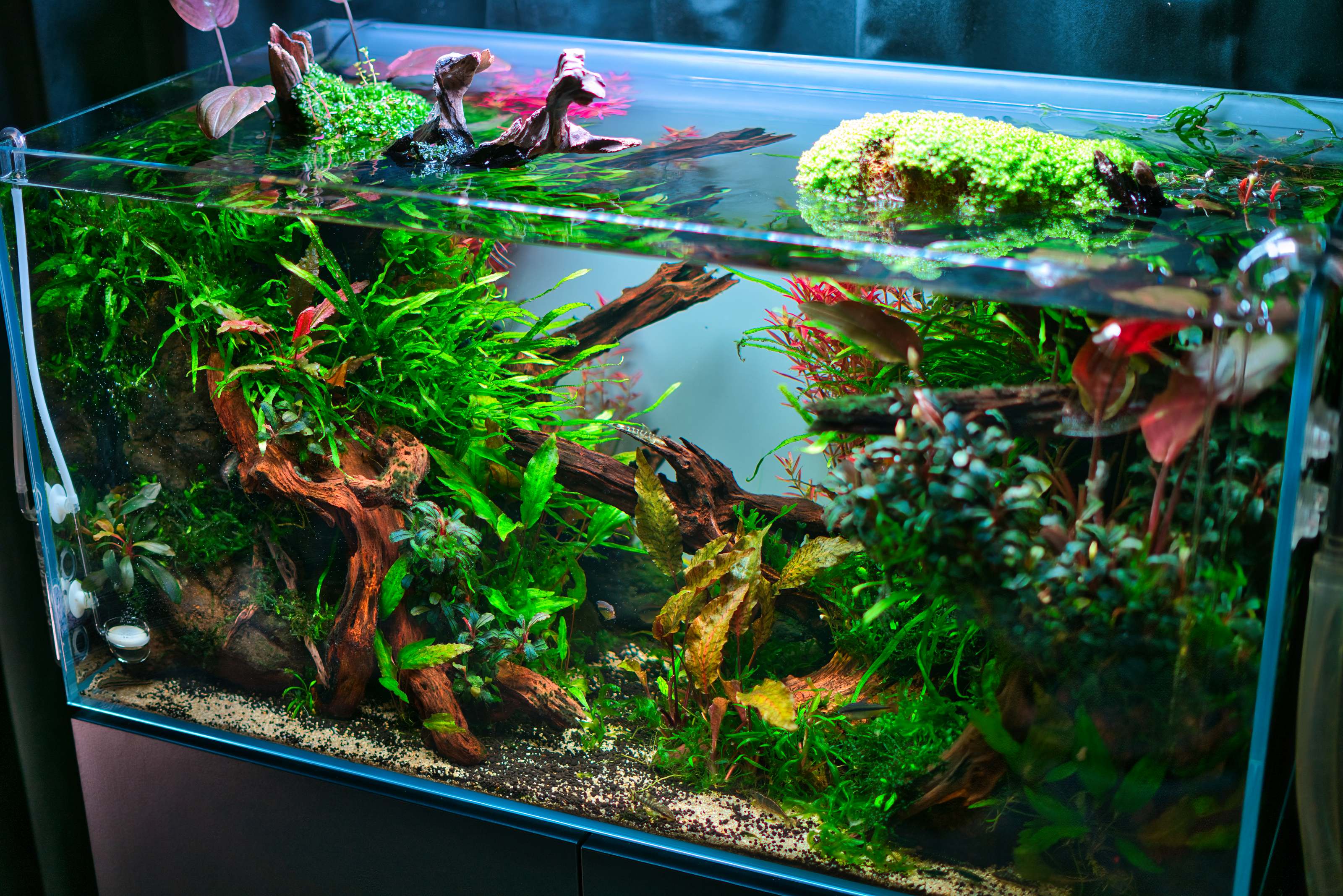 Mietaquarium Aquascape Anfrage