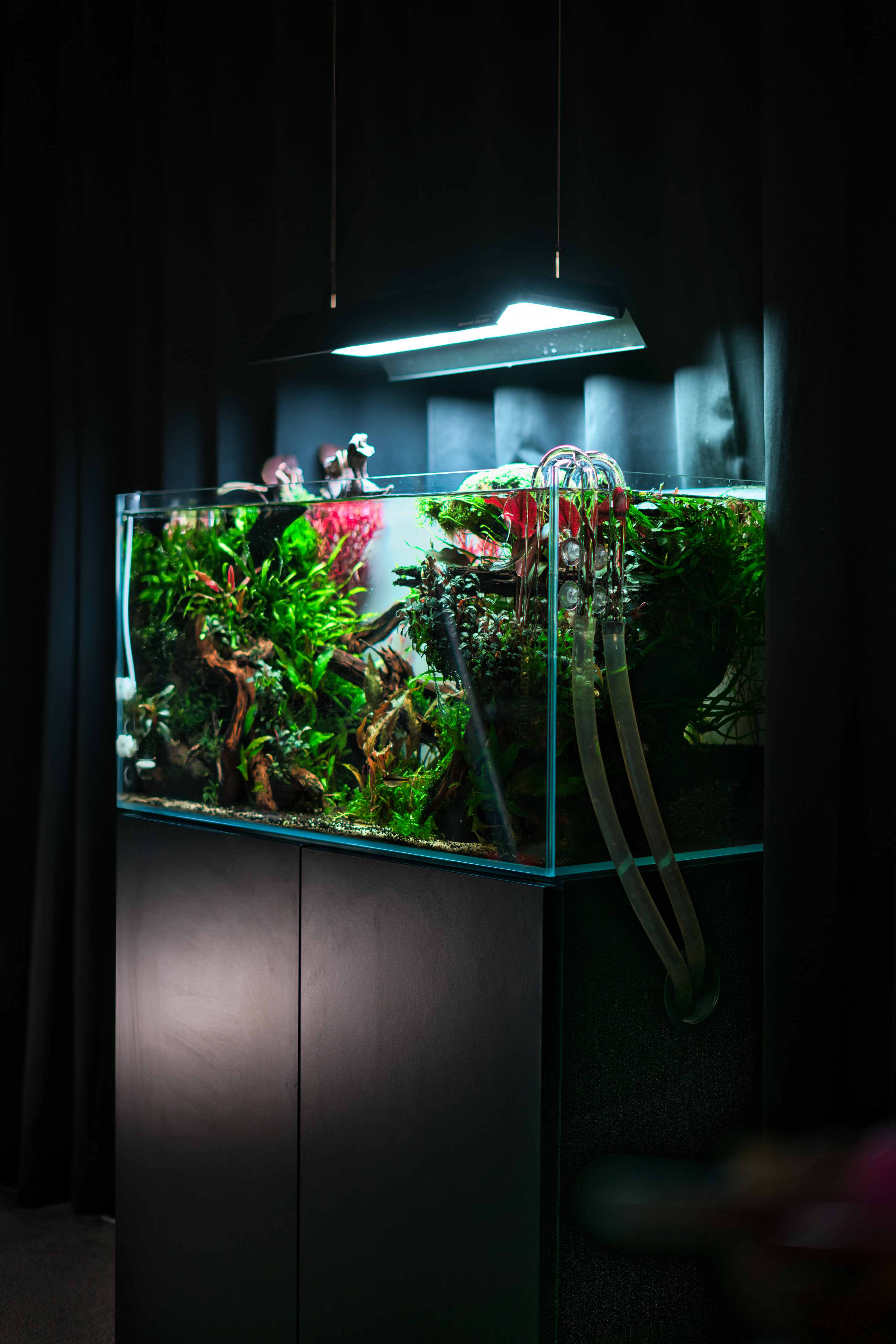 Mietaquarium Aquascape Anfrage