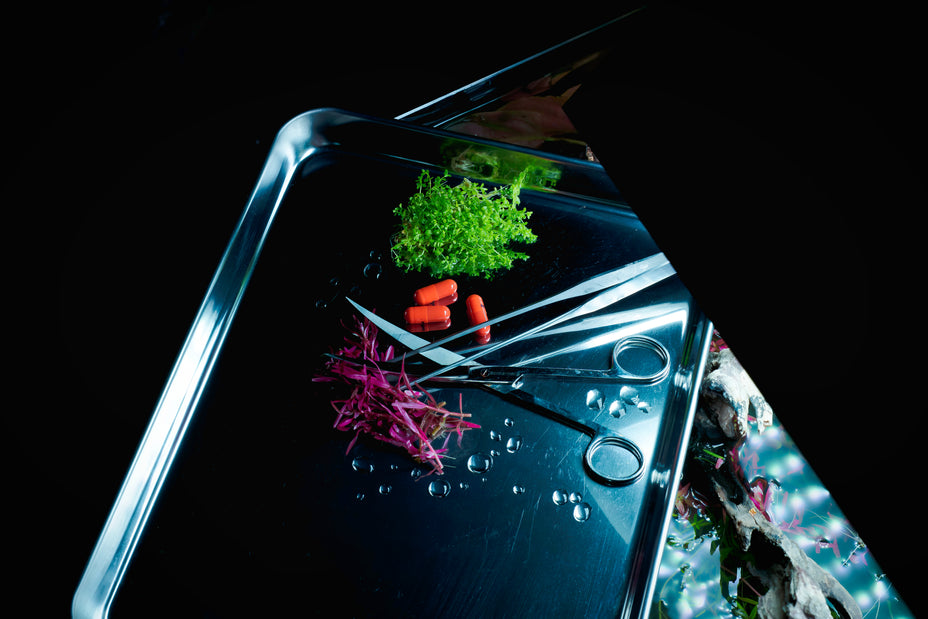 Pflege eines Aquariums