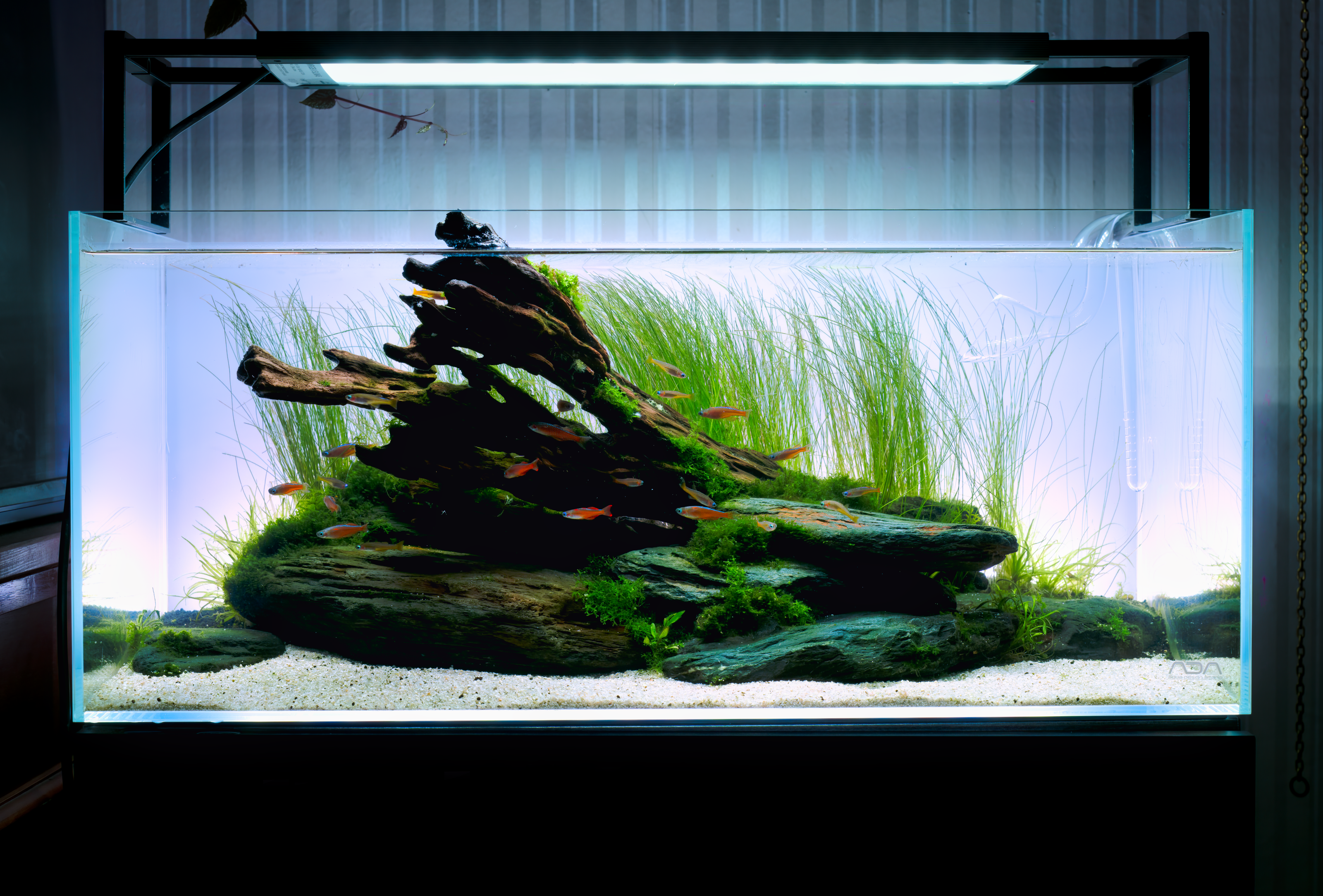 Mietaquarium Aquascape Anfrage