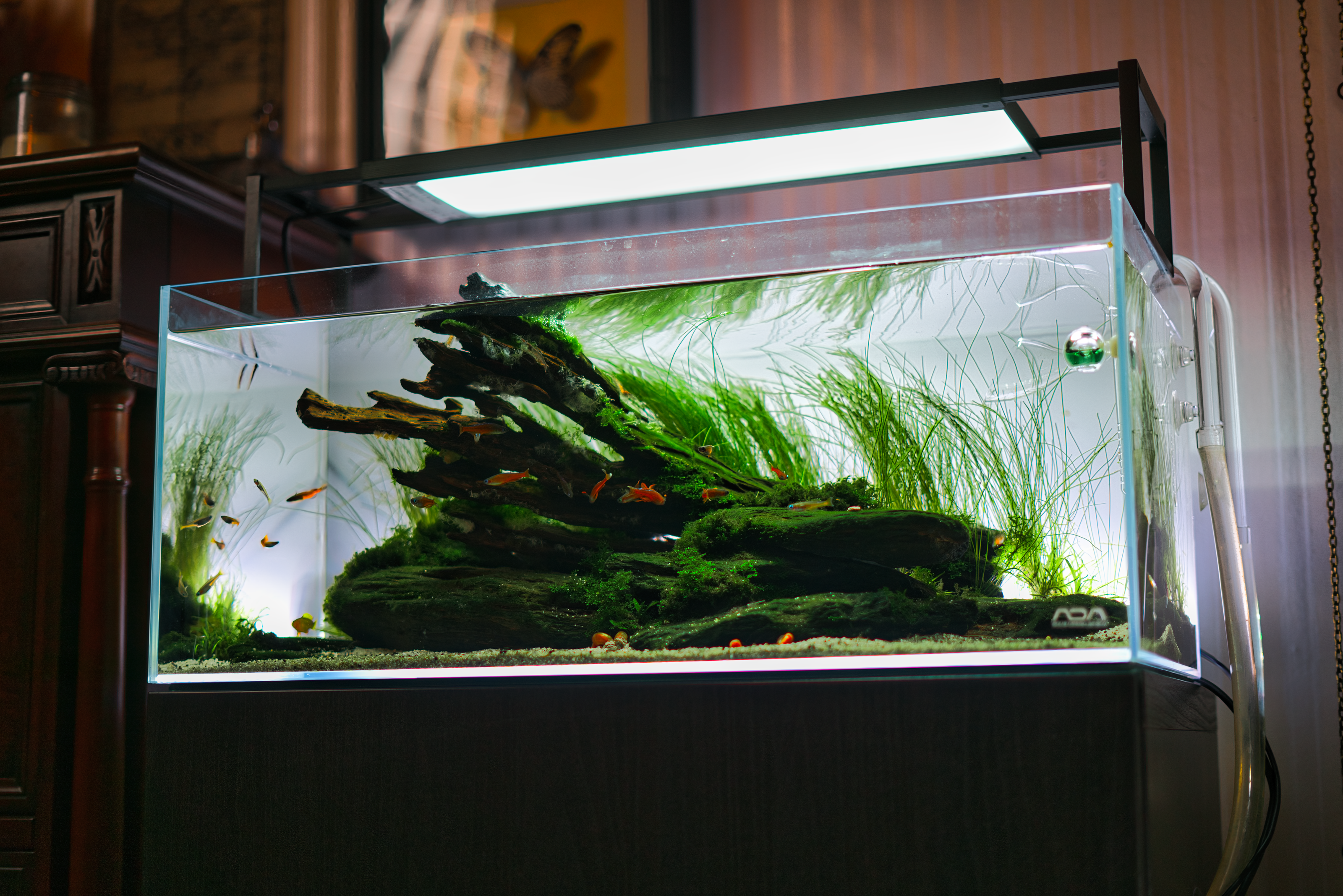Mietaquarium Aquascape Anfrage