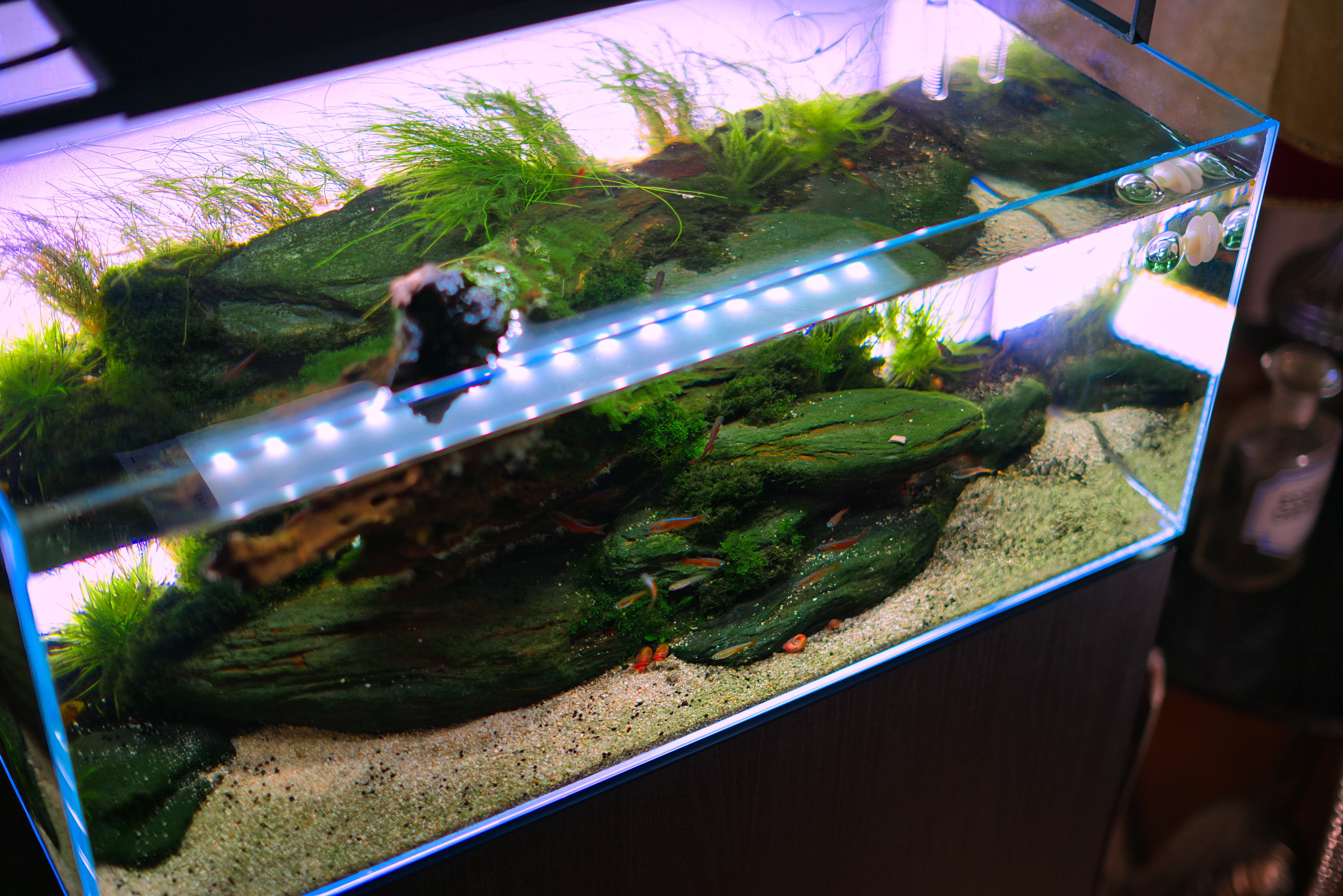 Mietaquarium Aquascape Anfrage