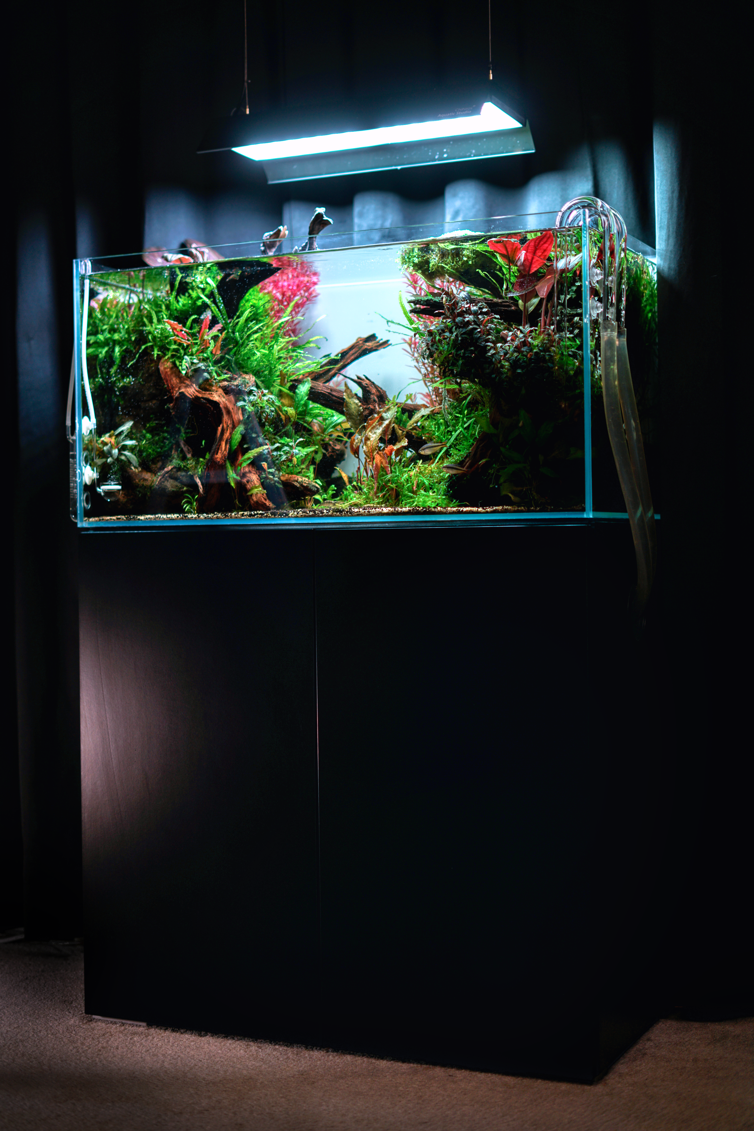 Mietaquarium Aquascape Anfrage