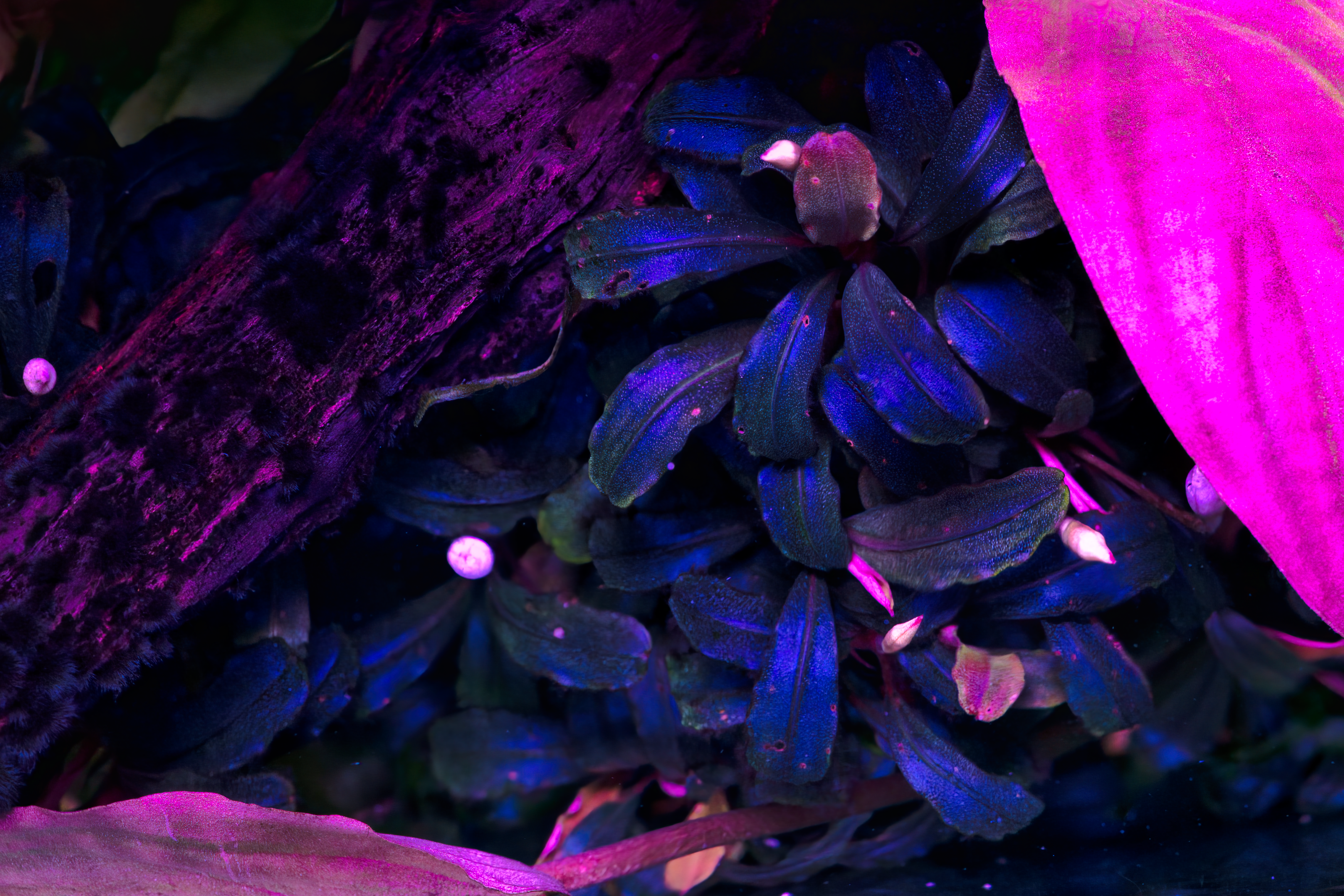 Bucephalandra sp. ‘‘Brownie Blue‘‘