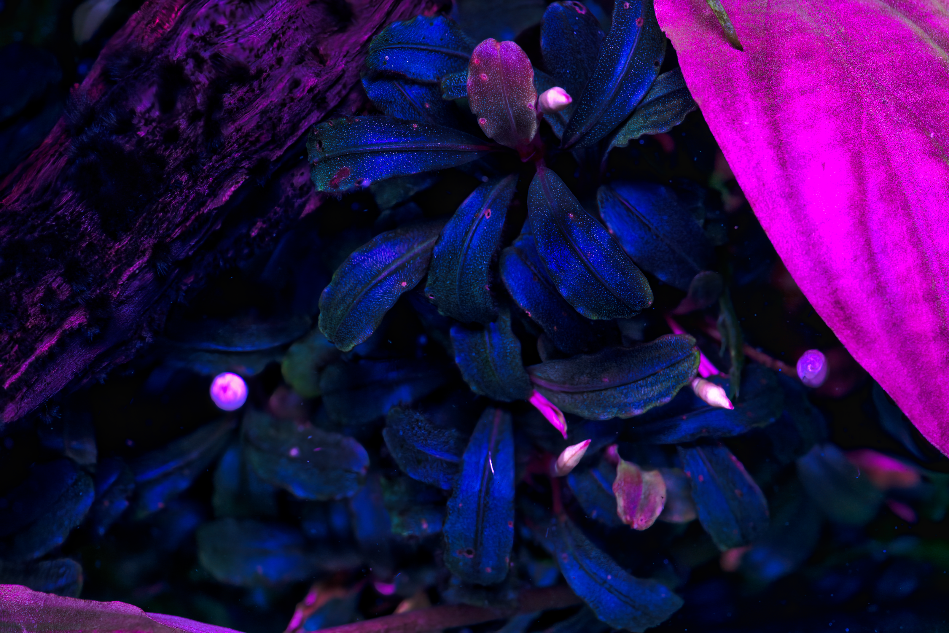 Bucephalandra sp. ‘‘Brownie Blue‘‘