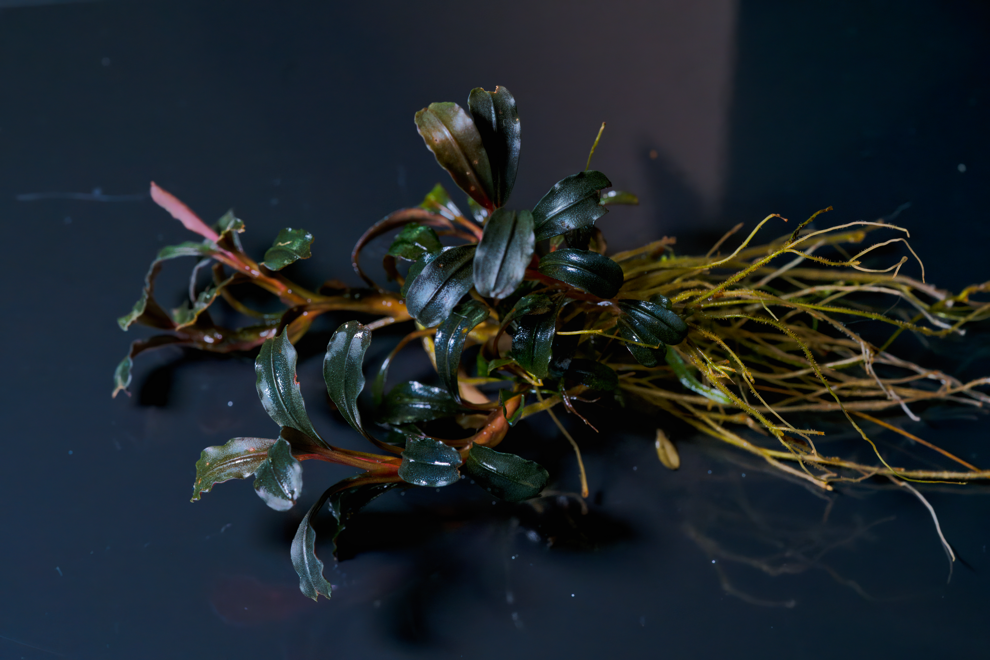 Bucephalandra sp. ‘‘Brownie Blue‘‘