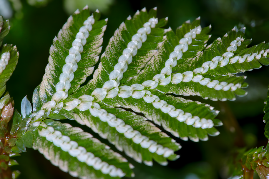 Selaginella picta