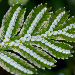 Selaginella picta