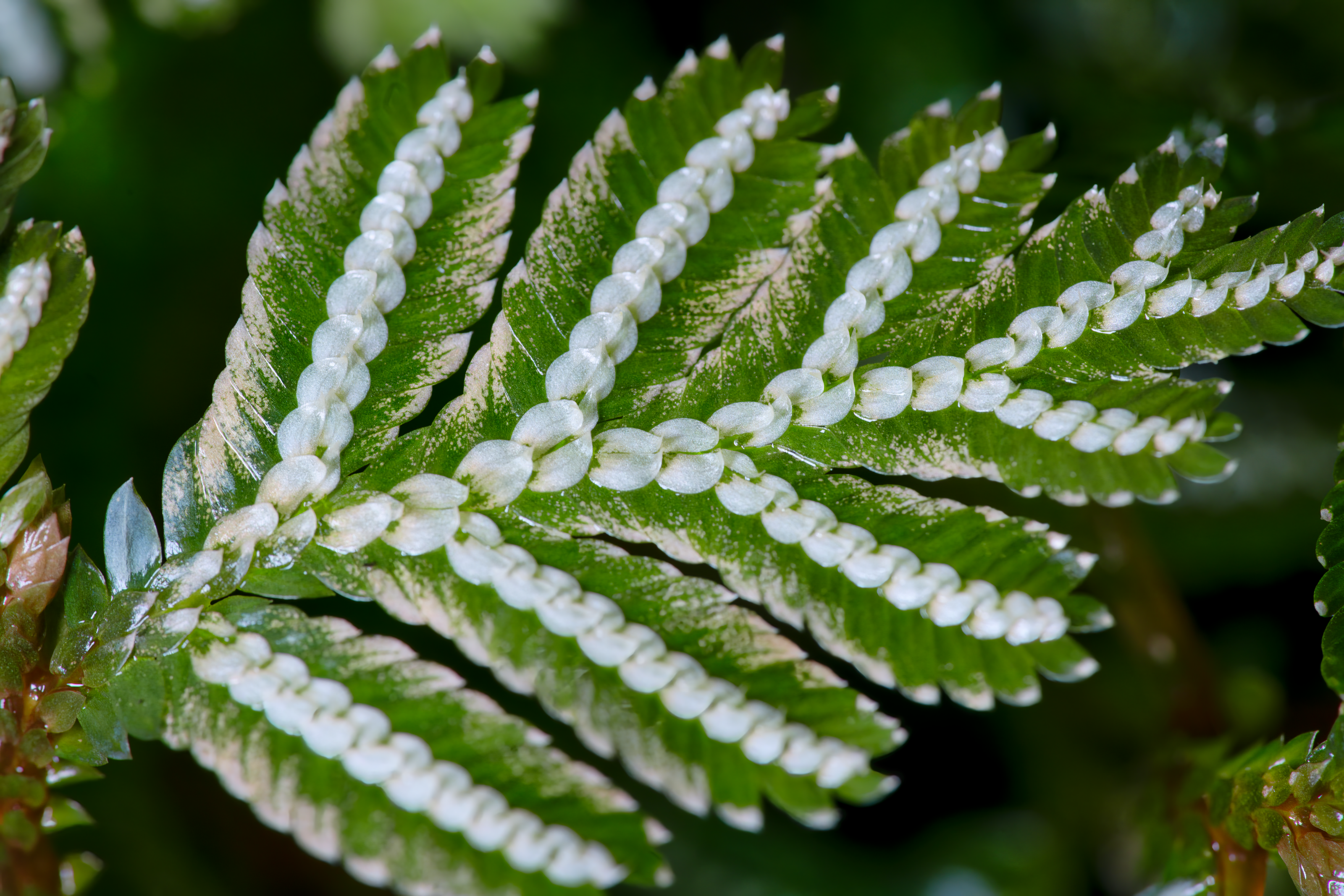 Selaginella picta