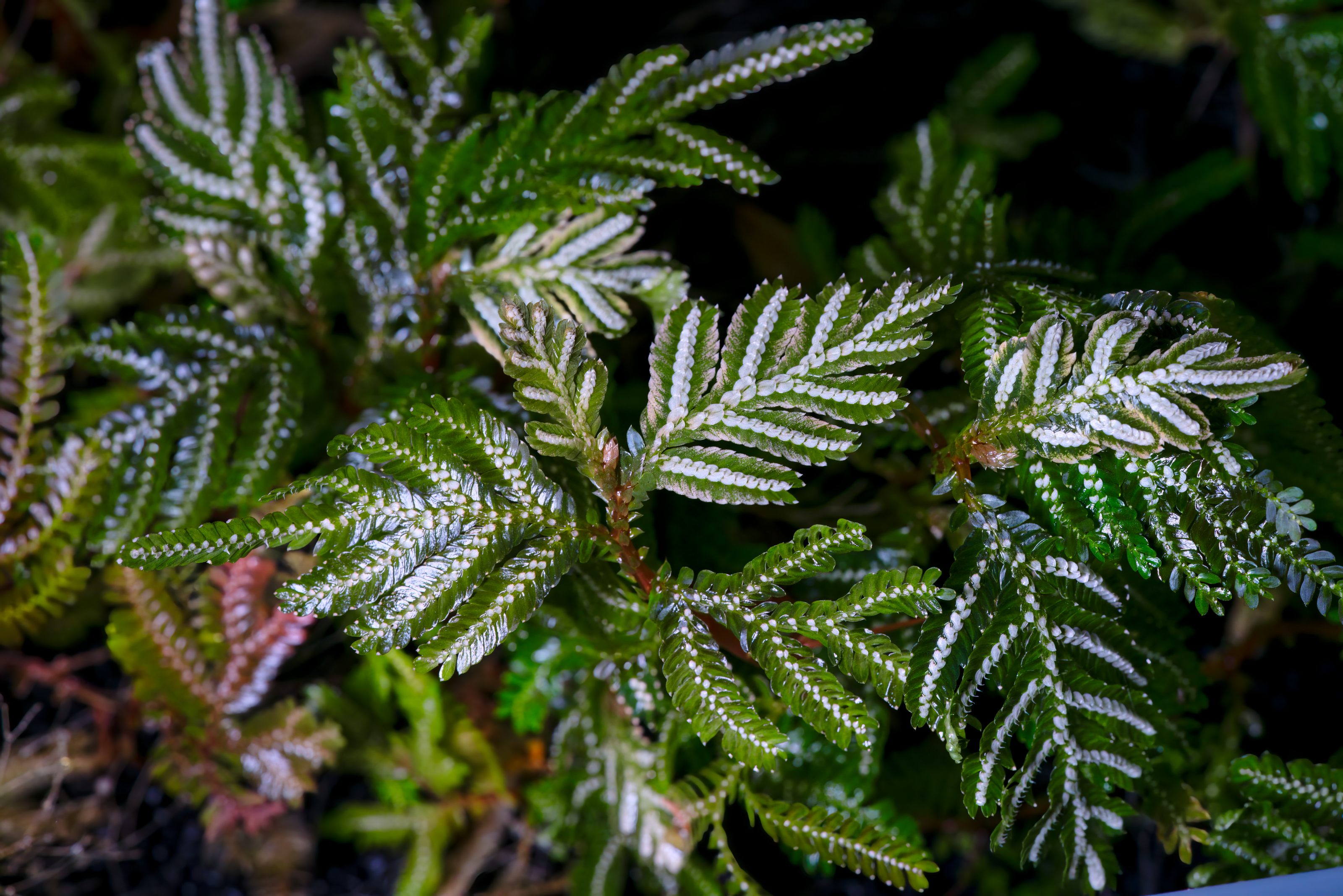 Selaginella picta