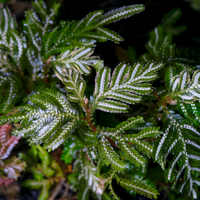 Selaginella picta