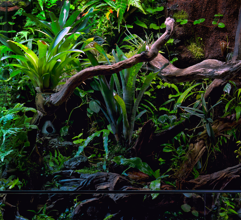 terrarium einrichten